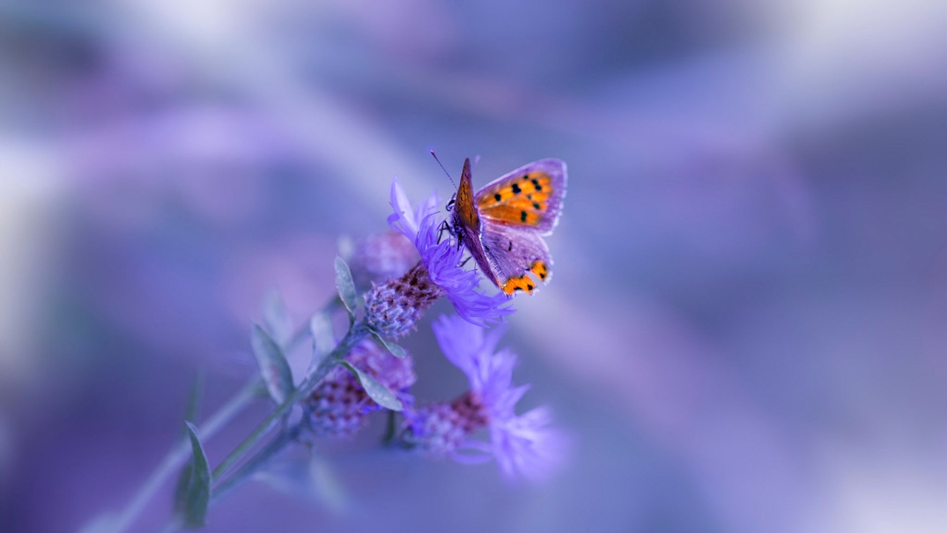 欧战赛场五大联赛球队整体表现解析,五大联赛欧战积分规则