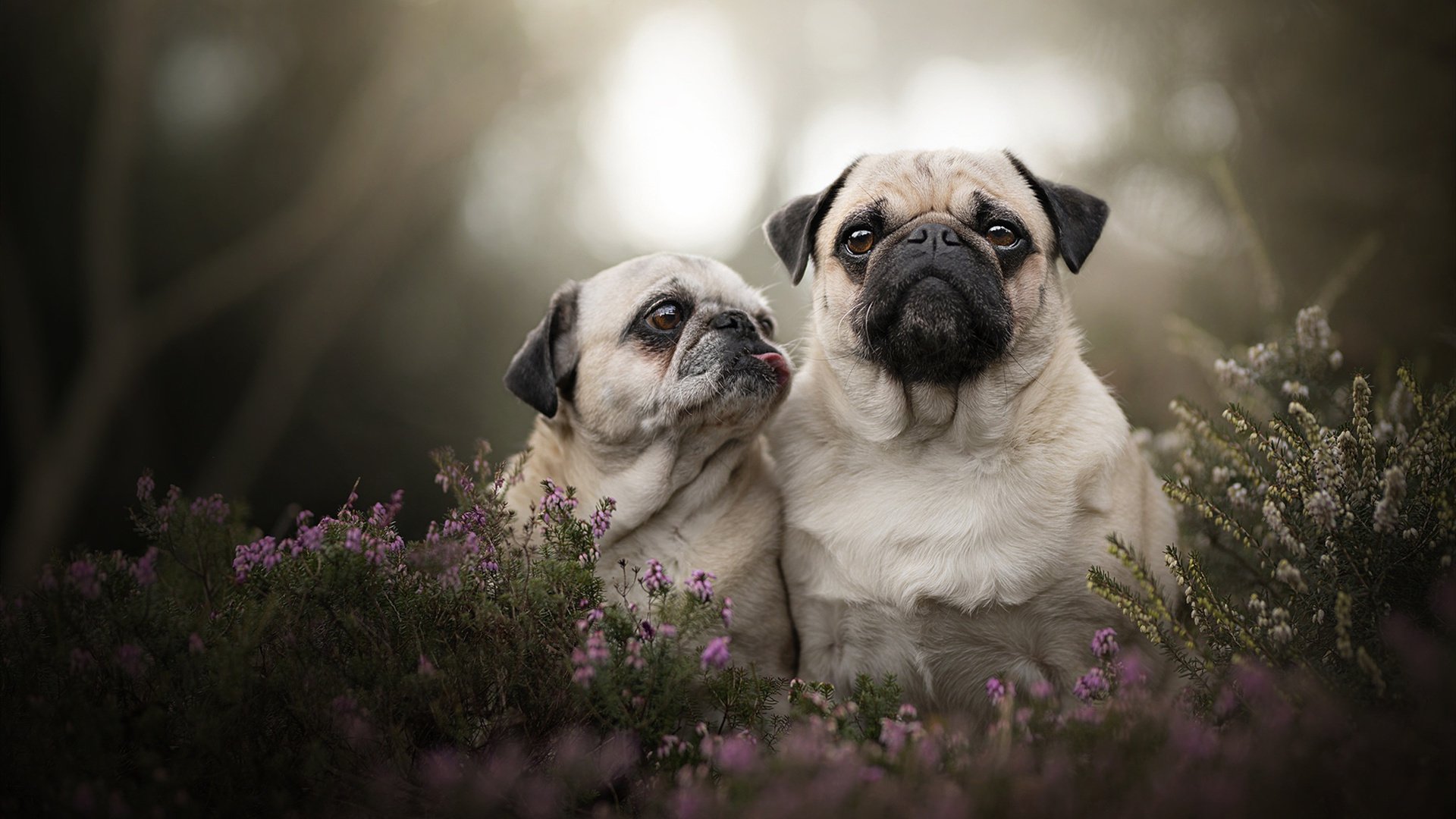 -辽宁飞豹多名球员进入最佳阵容候选名单，辽宁飞豹队员集体照