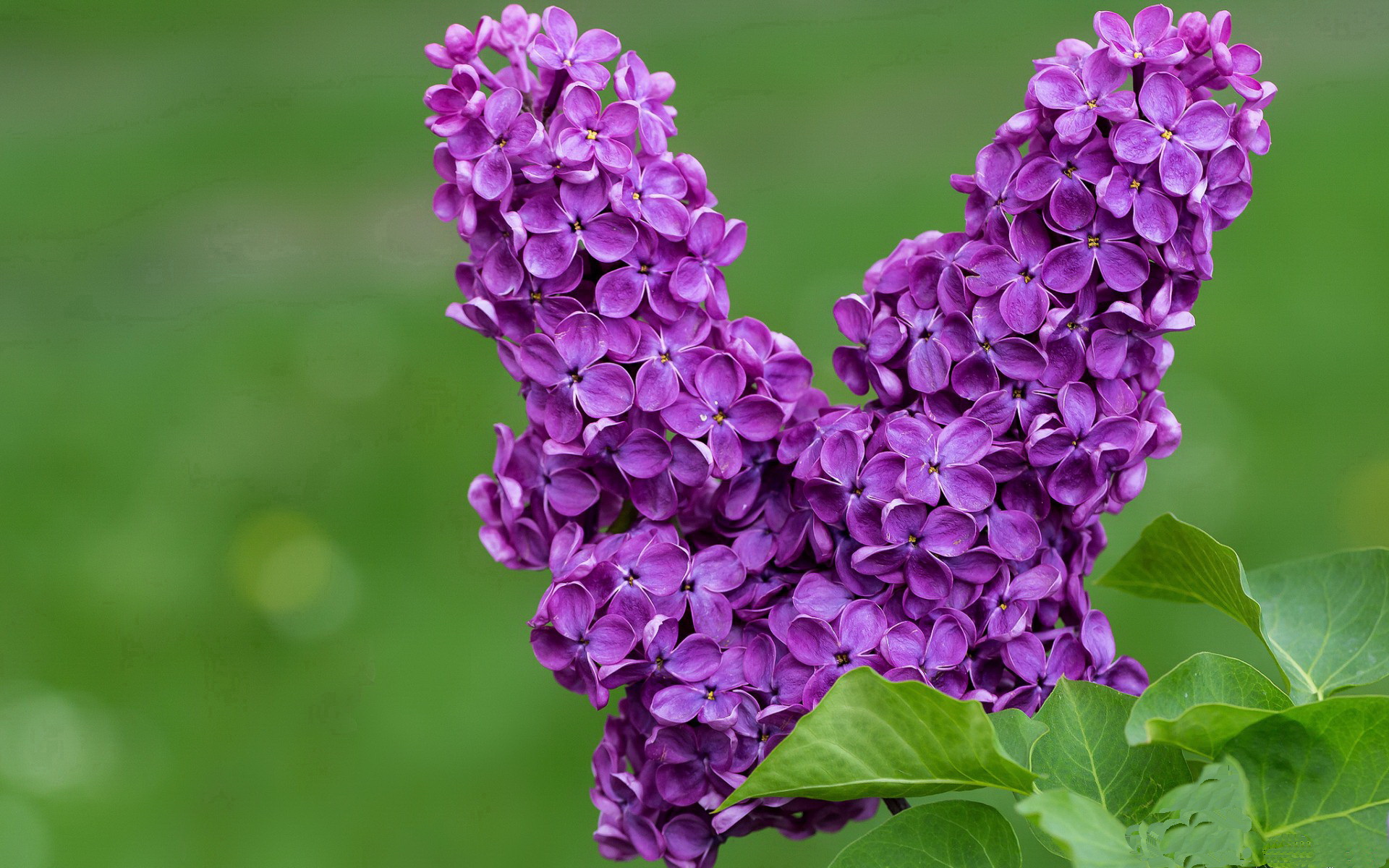 戴维·帕特森:袋鼠队战略核心,主导全场攻防节奏,戴维帕特尔