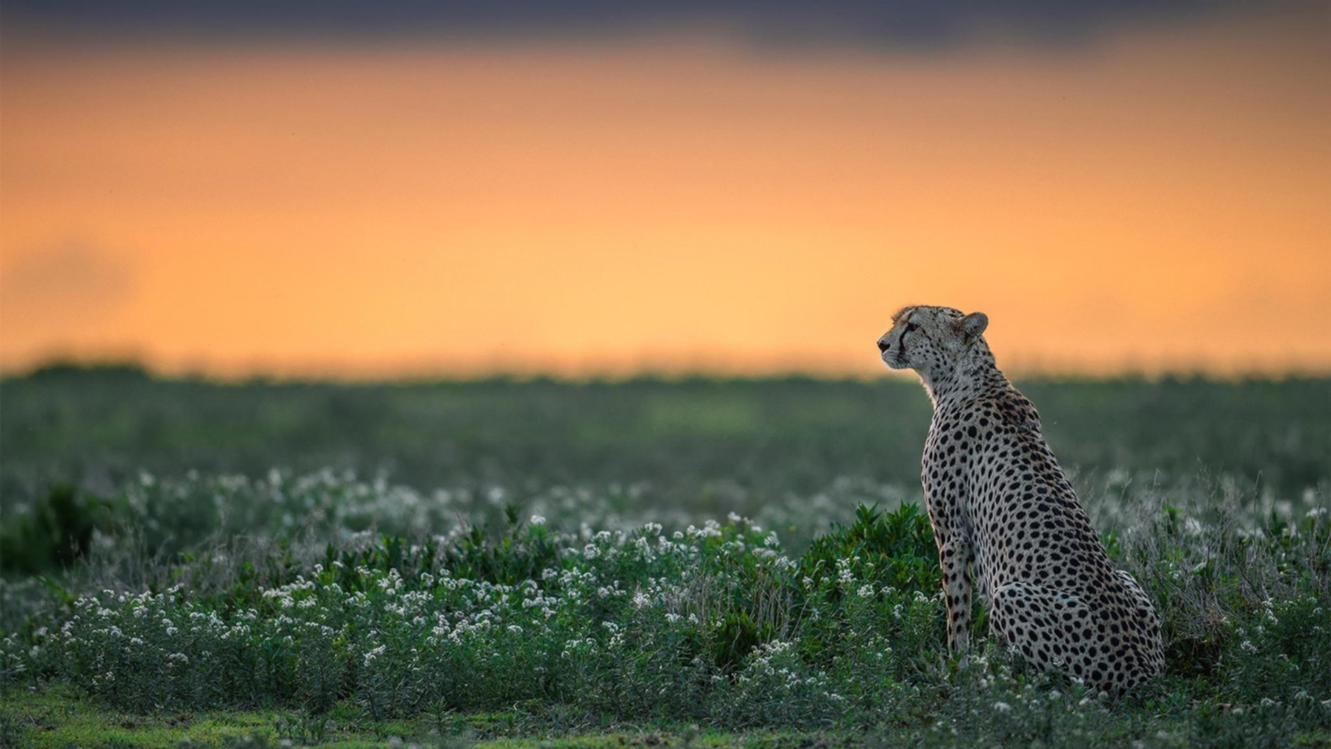 米兰登录入口-拳击冠军赛中国选手夺得金腰带，拳击冠军赛中国选手夺得金腰带视频