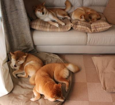 米兰体育APP-爱尔兰男队的未来依赖年轻球员崛起，爱尔兰男篮水平