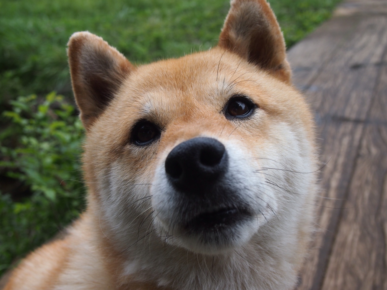 世界杯资格近在眼前，佛得角延续胜利之路，佛得角足球明星