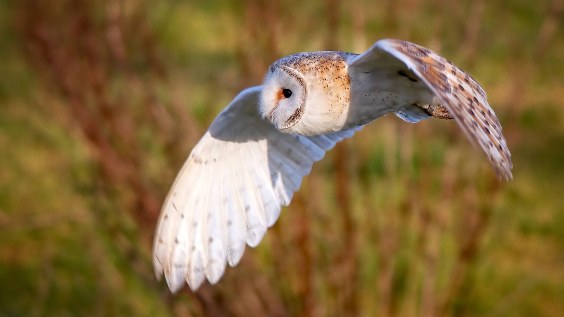 MILANSPORT入口-中国 basketball 国家队与国际教练团队的协作方式，国家队的教练是谁